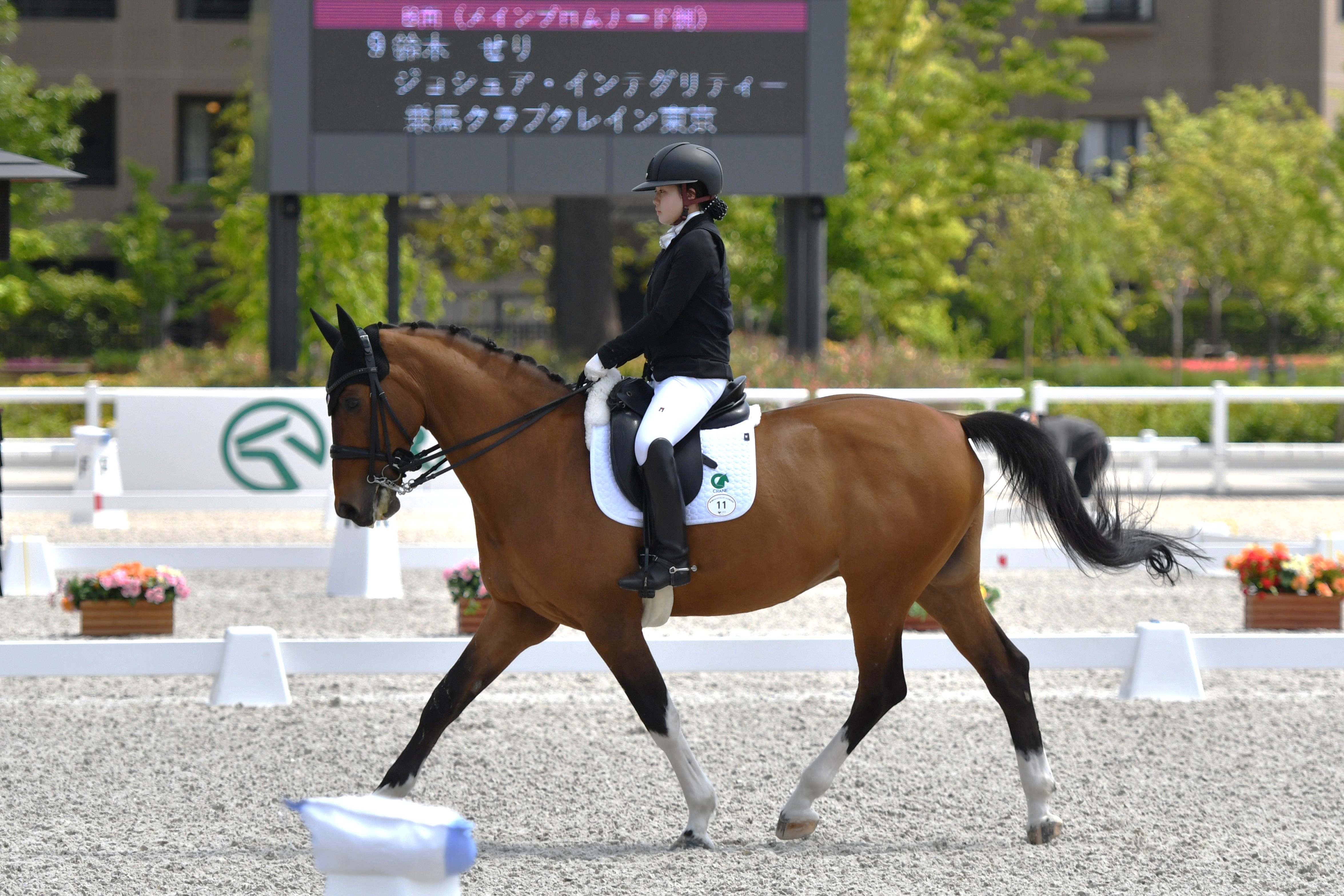 LeMieux ルミュー Team Semper 羊毛ドレッサージュ 腹帯 60 乗馬 馬術 LeMieux Vogue Halter & Lead SS26 - Sprucewood Tack